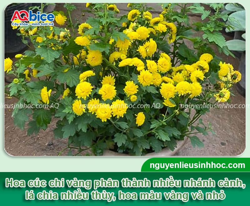 Hướng dẫn cách trồng hoa cúc chi vàng nở đúng dịp Tết 2026 2 Hướng dẫn cách trồng hoa cúc chi vàng nở đúng dịp Tết 2026