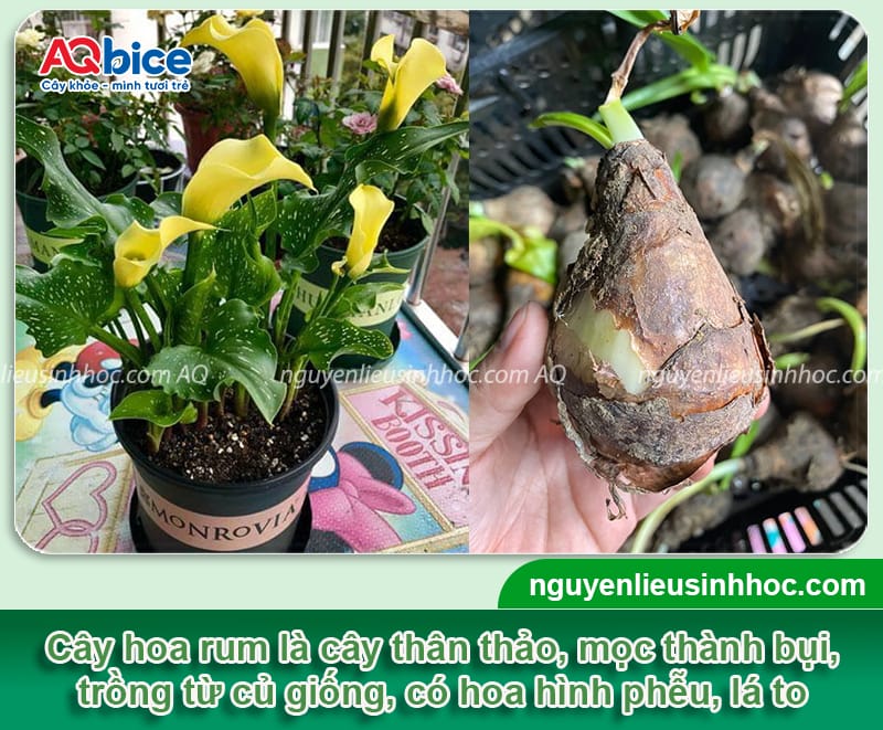 Cây hoa rum là gì? Cách trồng và chăm sóc hoa nở to, đẹp