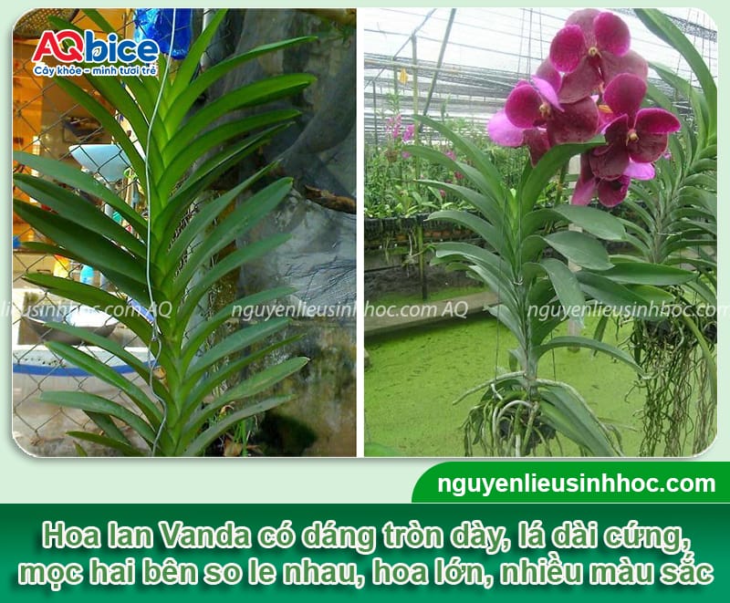 Cách trồng lan Vanda: Bí quyết chăm sóc để hoa nở rực rỡ 2 Cách trồng lan Vanda: Bí quyết chăm sóc và ra hoa đẹp