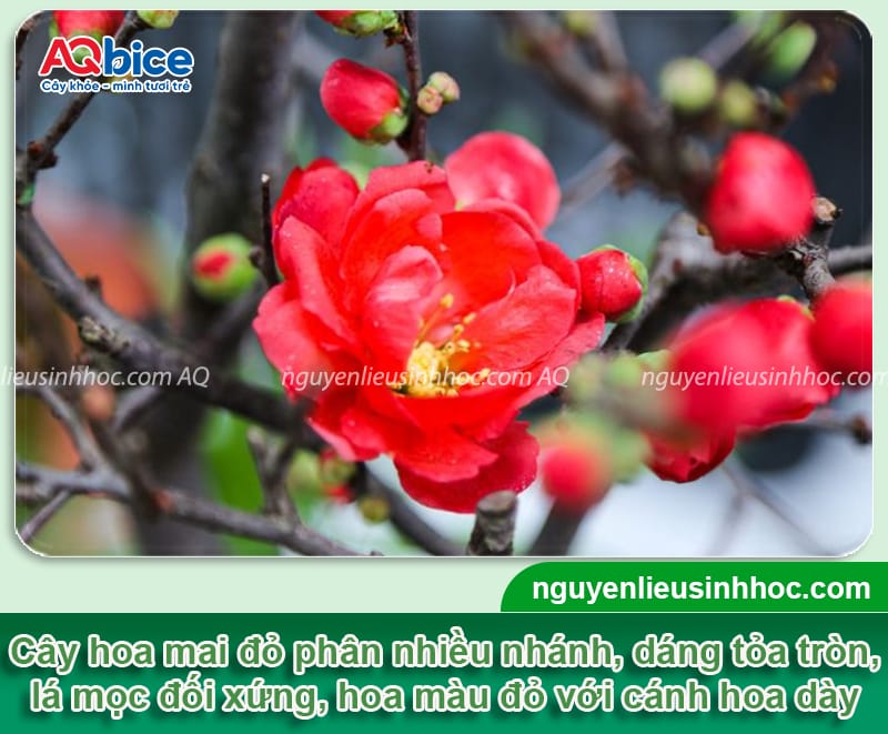 Hướng dẫn chi tiết trồng cây mai đỏ và chăm sóc đúng cách