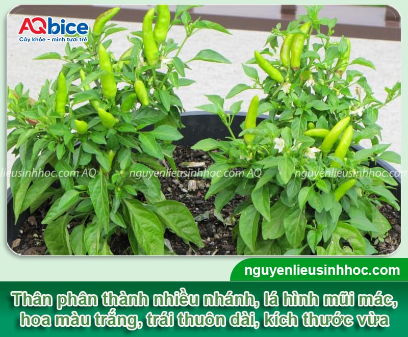 Cách trồng ớt hiểm xanh đúng kỹ thuật, trái ra quanh năm