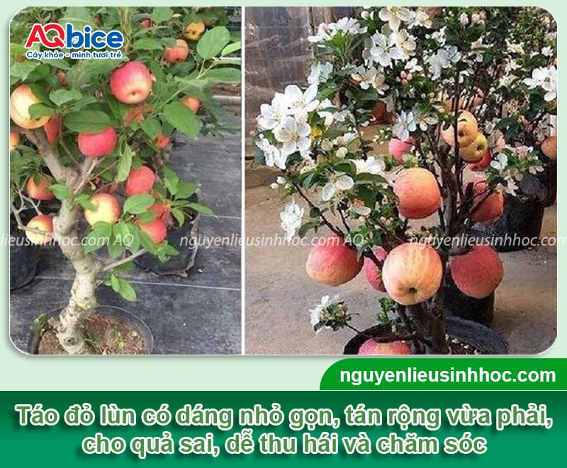 Hướng dẫn cách trồng táo đỏ lùn đơn giản, tỷ lệ sống cao 2 Hướng dẫn cách trồng táo đỏ lùn với tỷ lệ sống cao