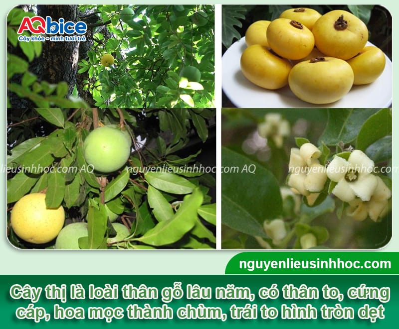 Cây thị trồng bao lâu có trái? Kỹ thuật chăm sóc để ra quả