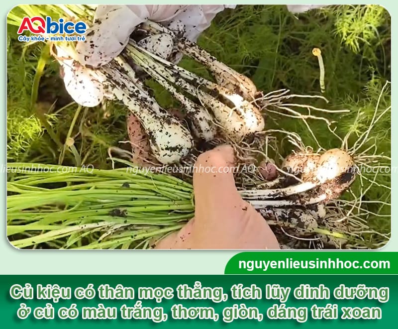 Hướng dẫn cách trồng củ kiệu đúng cách, củ to, trắng giòn