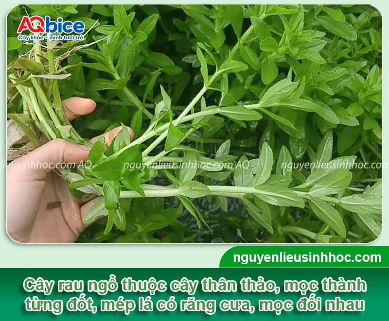 Cách trồng rau ngổ xanh tốt, mập cây, đạt năng suất cao