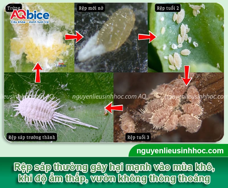 Nhận biết rệp sáp hại vú sữa và cách phòng trừ an toàn