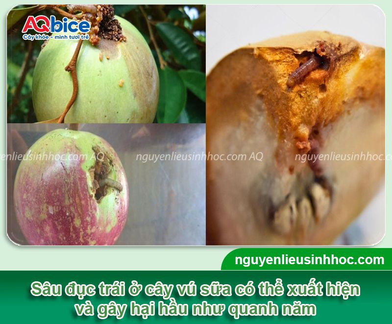 Sâu đục trái vú sữa: Dấu hiệu nhận biết, phòng trừ hiệu quả