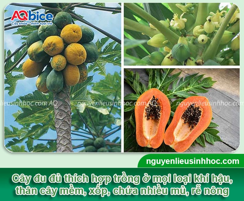 Kỹ thuật kích thích đu đủ ra hoa, đảm bảo tỷ lệ đậu trái cao 2 Kỹ thuật kích thích đu đủ ra hoa, đảm bảo tỷ lệ đậu trái cao