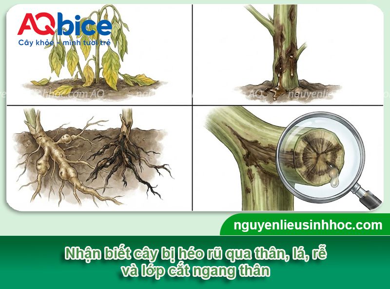 Bệnh héo rũ là gì? Nguyên nhân, dấu hiệu và thuốc đặc trị 3 Bệnh héo rũ là gì? Nguyên nhân, dấu hiệu và thuốc đặc trị