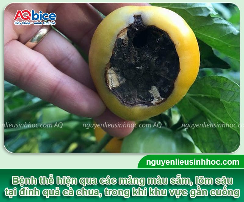 Cà chua bị thối đít trái do đâu và Cách trị dứt điểm 2 Cà chua bị thối đít trái do đâu và Cách trị dứt điểm
