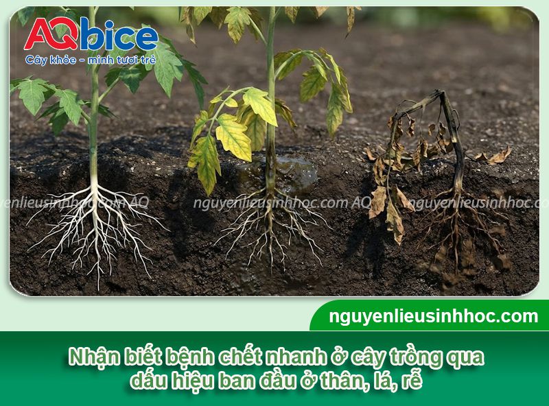 Bệnh chết nhanh là gì? Nguyên nhân, Dấu hiệu, thuốc đặc trị 2 Bệnh chết nhanh là gì? Nguyên nhân, Dấu hiệu, thuốc đặc trị