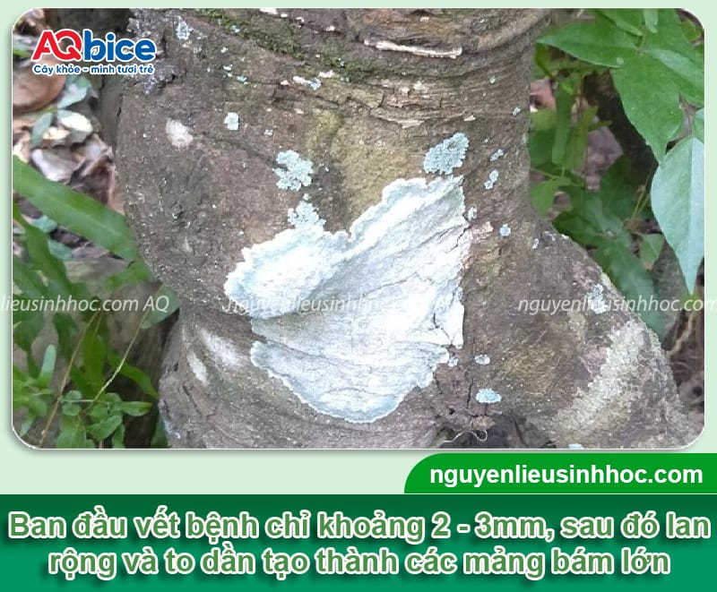 Bệnh đốm đồng tiền trên cây mai do đâu và Cách xử lý 3 Nguyên nhân bệnh đốm đồng tiền trên cây mai và cách điều trị