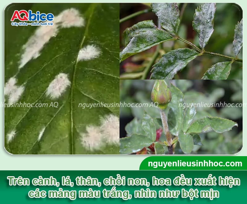 Bệnh đốm trắng trên cây cảnh: Nguyên nhân và cách điều trị