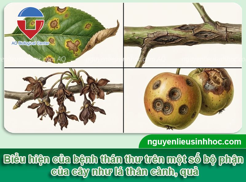 Bệnh thán thư là gì? Nguyên nhân, Dấu hiệu và thuốc đặc trị 3 Bệnh thán thư là gì? Nguyên nhân, Dấu hiệu và thuốc đặc trị