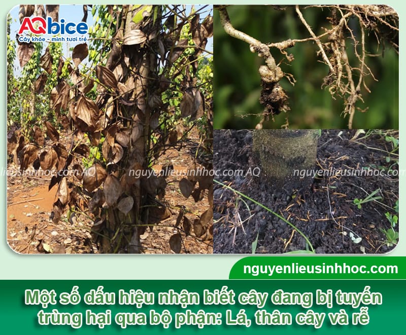 Nguyên nhân cây bị tuyến trùng và cách phòng trừ hiệu quả