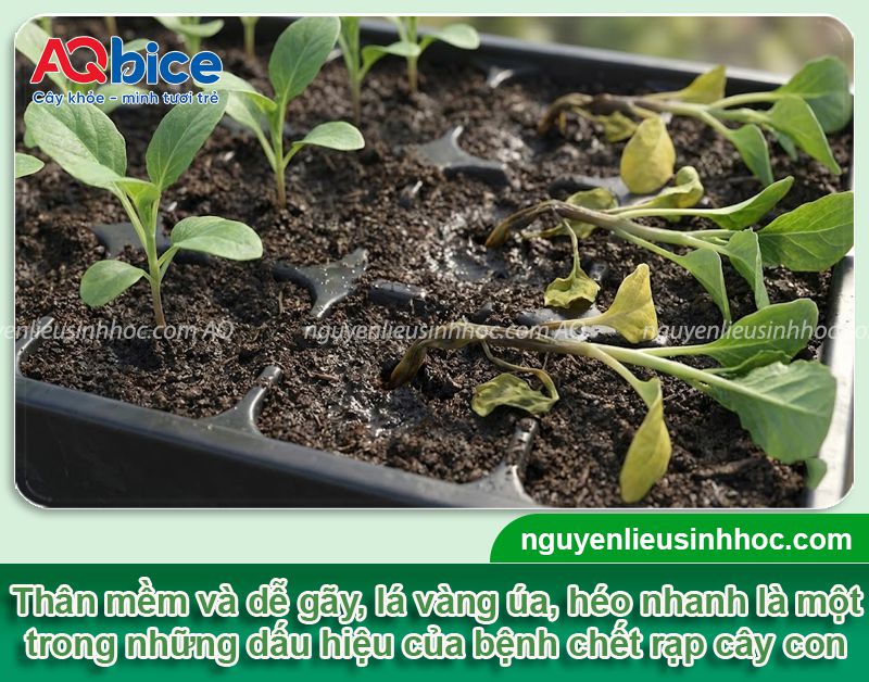 Bệnh chết rạp cây con là gì? Nguyên nhân và thuốc đặc trị