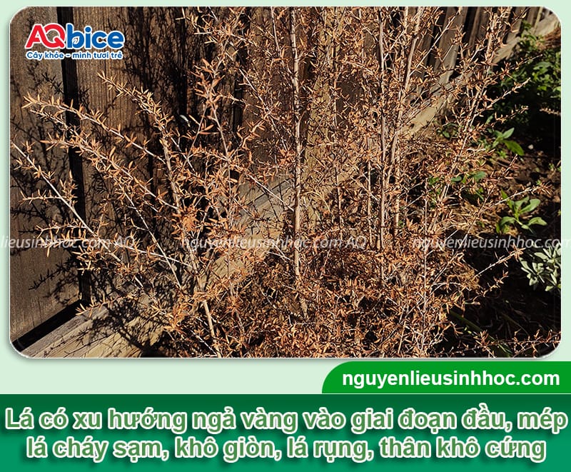 Cây tùng tuyết mai bị khô lá do đâu và cách điều trị an toàn