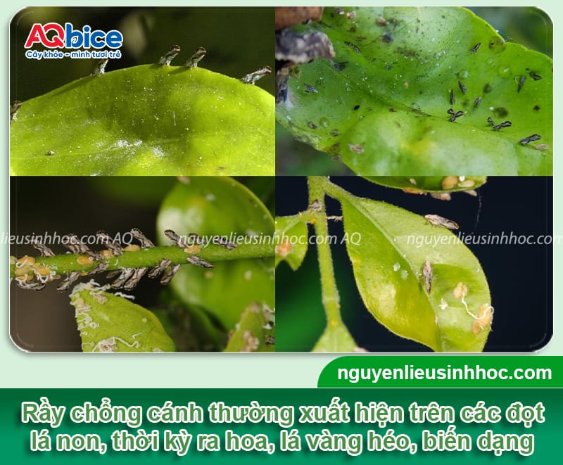 Rầy chổng cánh hại bưởi: Cách nhận biết và Phòng trừ an toàn 3 Rầy chổng cánh hại bưởi: Cách nhận biết và phòng trừ an toàn