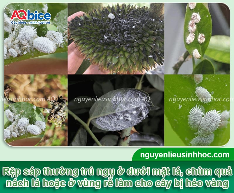 Nhận biết rệp sáp trên cây có múi và Cách phòng trị triệt để 3 Nhận biết rệp sáp trên cây có múi và cách điều trị an toàn