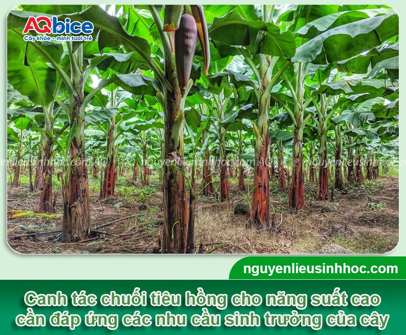 Cách trồng chuối tiêu hồng cho buồng đẹp, quả to bán Tết