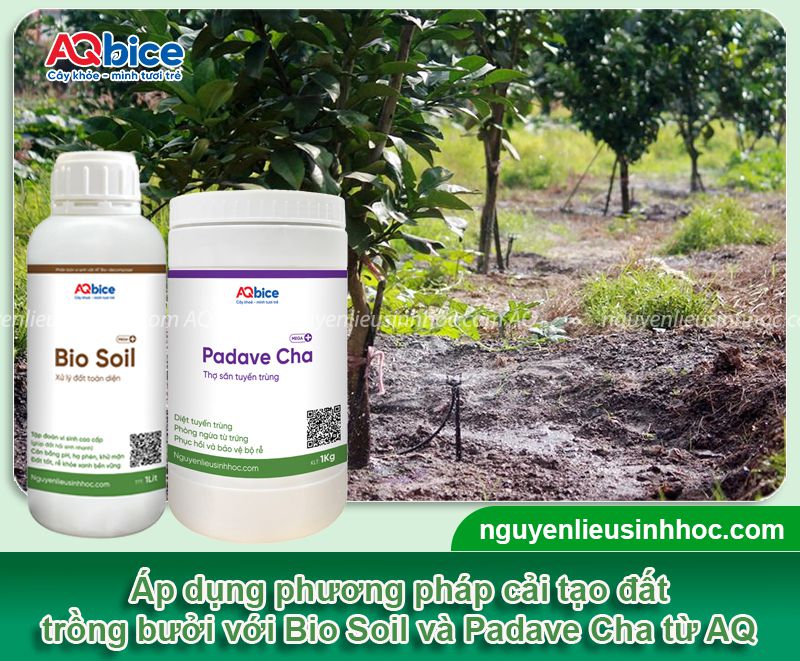 Cách cải tạo đất trồng bưởi đúng kỹ thuật, sạch mầm bệnh