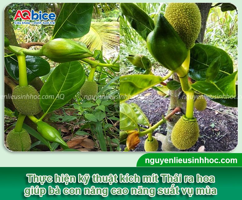 Xử lý ra hoa mít Thái đồng loạt tăng tỷ lệ đậu trái chống rụng non