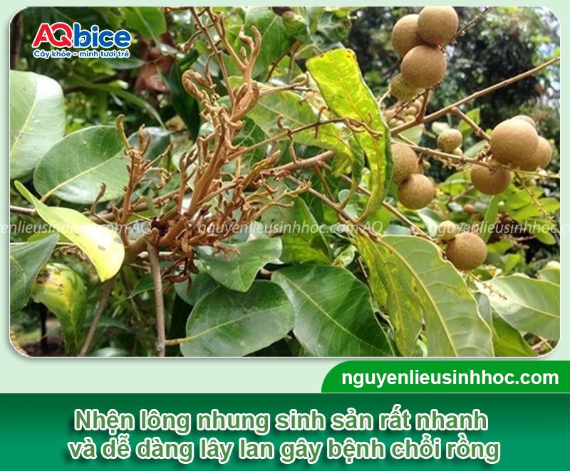 Thuốc đặc trị nhện lông nhung dứt điểm, hiệu quả tức khắc 2 Thuốc đặc trị nhện lông nhung sinh học an toàn Mebe Pa
