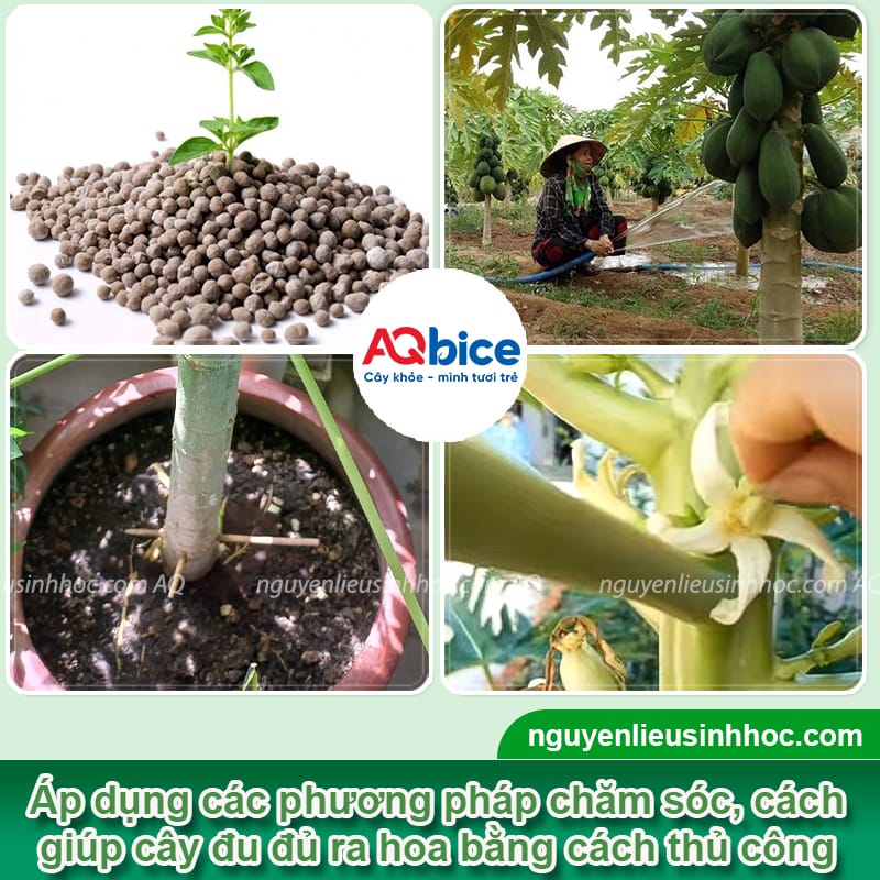 Kỹ thuật kích thích đu đủ ra hoa, đảm bảo tỷ lệ đậu trái cao 3 Kỹ thuật kích thích đu đủ ra hoa, đảm bảo tỷ lệ đậu trái cao