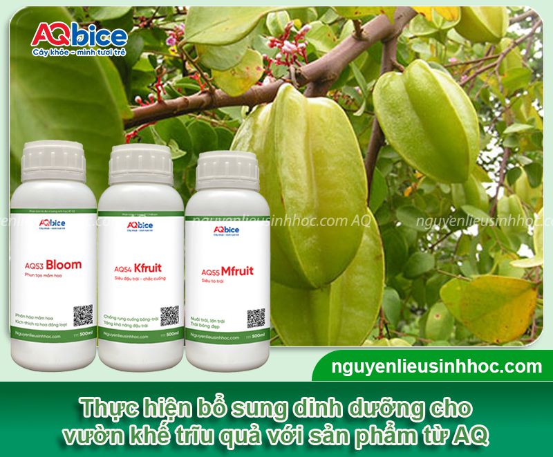 Hướng dẫn quy trình bón phân cho cây khế sai trĩu quả