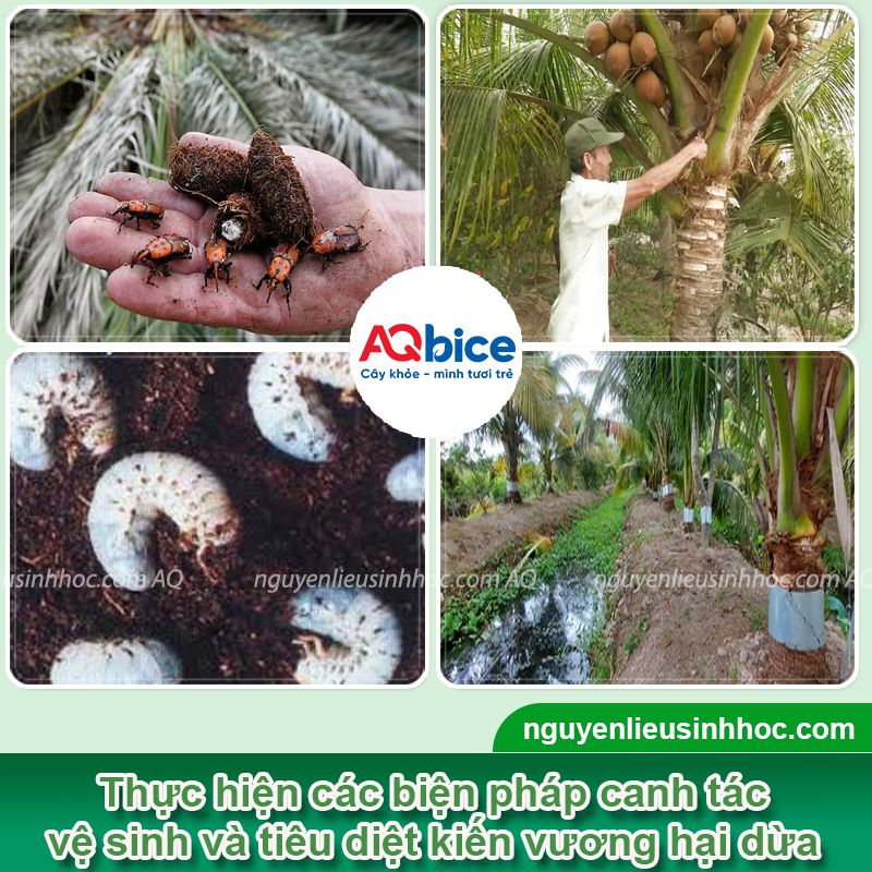 Top các cách diệt kiến vương hại dừa hiệu quả triệt để 4 Top các cách diệt kiến vương hại dừa hiệu quả, an toàn