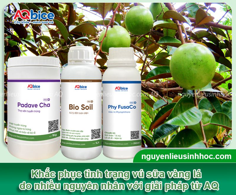 Cây vú sữa bị vàng lá: Nguyên nhân, cách xử lý hiệu quả