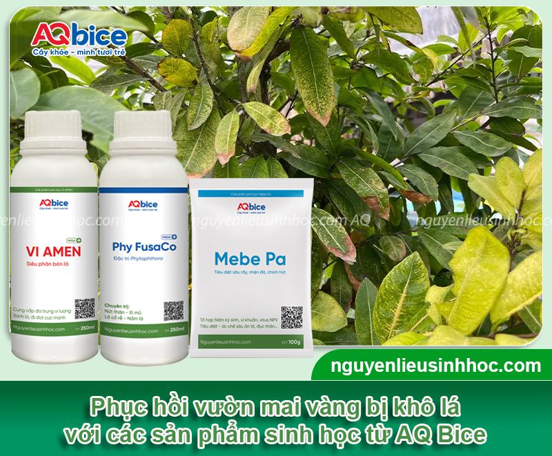 Lá mai bị khô giòn: Nguyên nhân, cách khắc phục hiệu quả 3 Lá mai bị khô giòn: Nguyên nhân, cách khắc phục hiệu quả