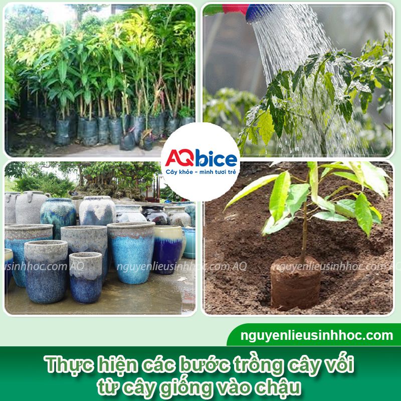 Bí quyết trồng xoài trong chậu sai trĩu quả, ít sâu bệnh 2 Bí quyết trồng xoài trong chậu sai trĩu quả, ít sâu bệnh