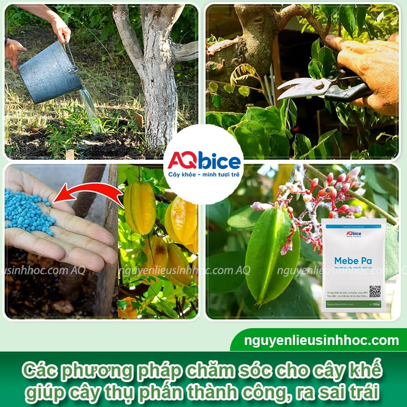 Cách kích khế ra trái đơn giản, đảm bảo năng suất vượt trội