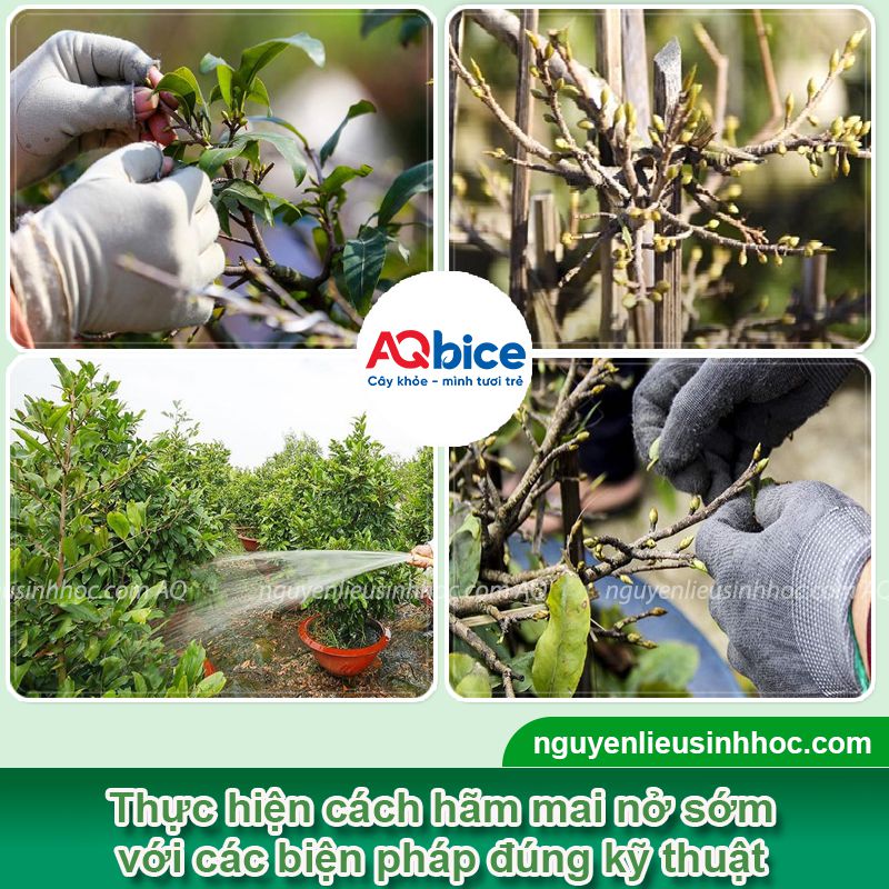 Cách hãm nụ mai nở sớm để chuẩn bị cho dịp Tết Nguyên Đán 2 Cách hãm nụ mai nở sớm chuẩn bị cho mùa hoa nở đúng Tết