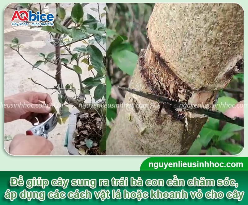 Bí quyết cách làm cây sung ra quả sai, kịp dịp Tết 2026