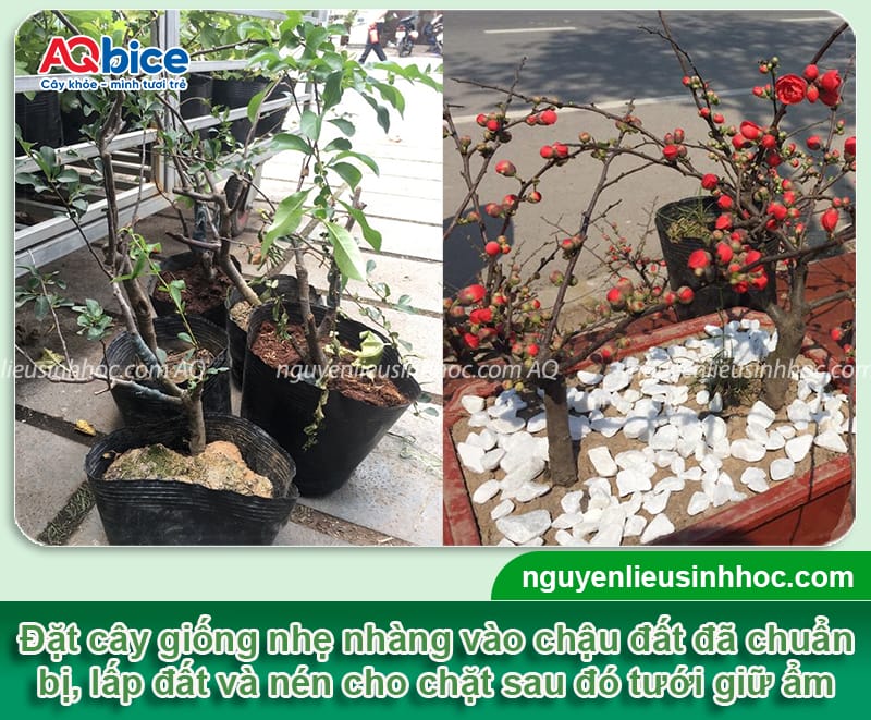 Hướng dẫn chi tiết trồng cây mai đỏ và chăm sóc đúng cách