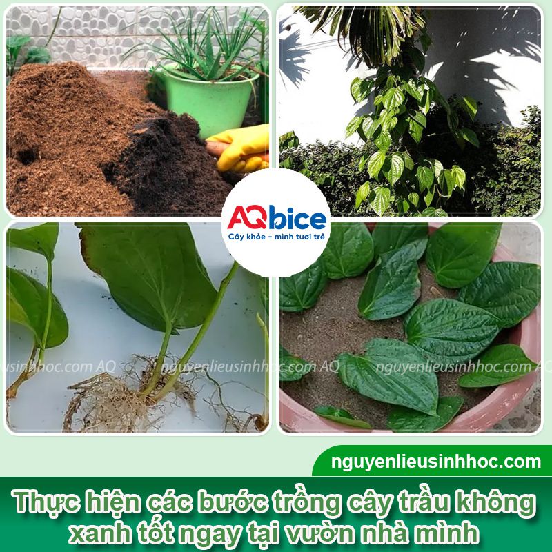 Có nên trồng cây trầu không trước nhà? Ý nghĩa phong thủy