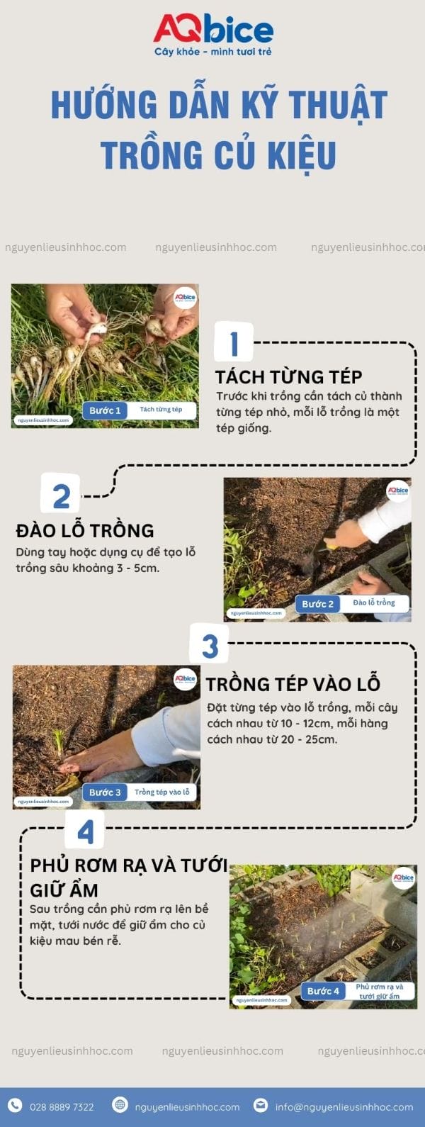 Hướng dẫn cách trồng củ kiệu đúng cách, củ to, trắng giòn