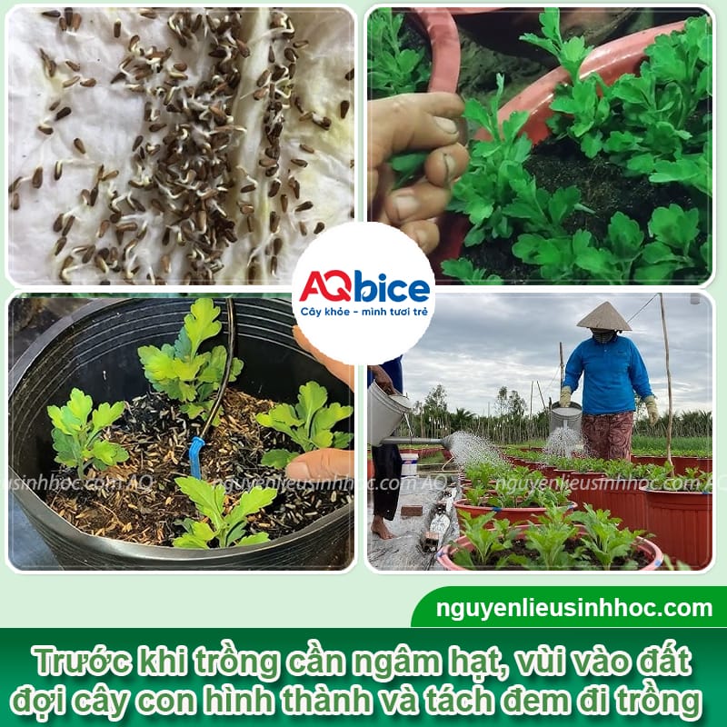 Hướng dẫn cách trồng hoa cúc chi vàng nở đúng dịp Tết 2026 4 Hướng dẫn cách trồng hoa cúc chi vàng nở đúng dịp Tết 2026