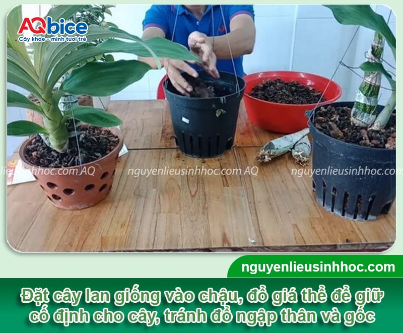 Cách trồng lan Vanda: Bí quyết chăm sóc để hoa nở rực rỡ 4 Cách trồng lan Vanda: Bí quyết chăm sóc và ra hoa đẹp