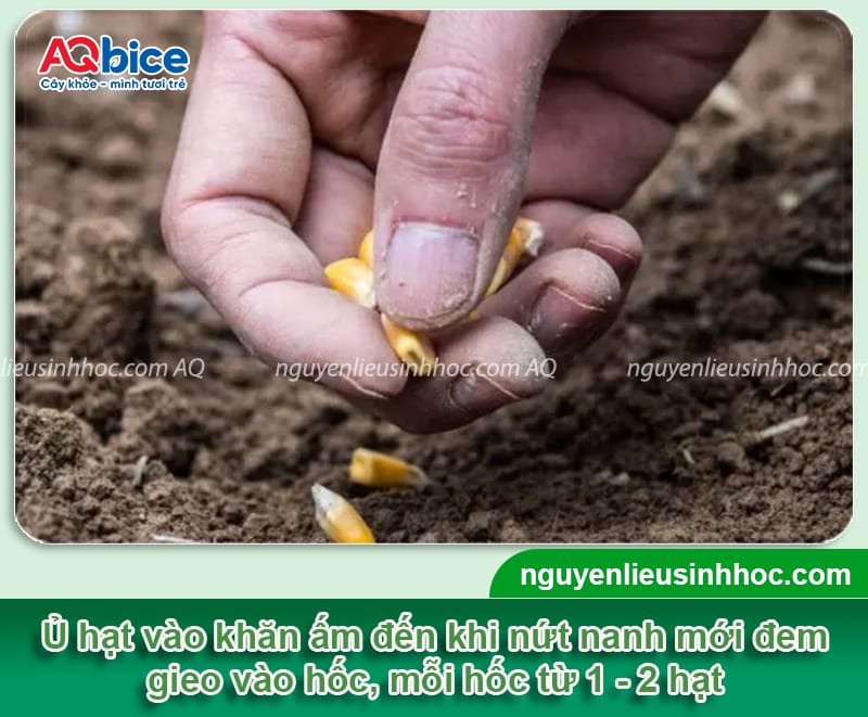 Thời vụ trồng ngô ngọt ở miền Bắc để cây khỏe, trái nhiều 4 Thời vụ trồng ngô ngọt ở miền Bắc theo từng vùng ở nơi đây