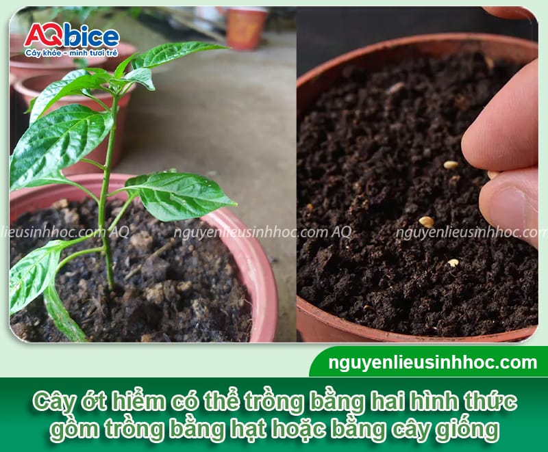 Cách trồng ớt hiểm xanh đúng kỹ thuật, trái ra quanh năm