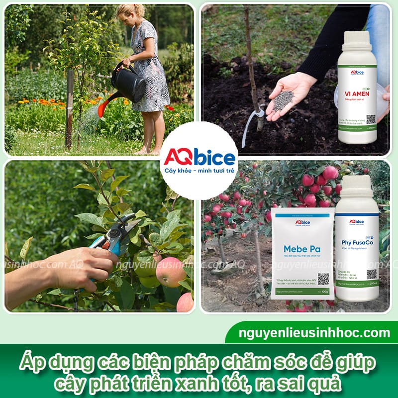 Hướng dẫn cách trồng táo đỏ lùn đơn giản, tỷ lệ sống cao 5 Hướng dẫn cách trồng táo đỏ lùn với tỷ lệ sống cao