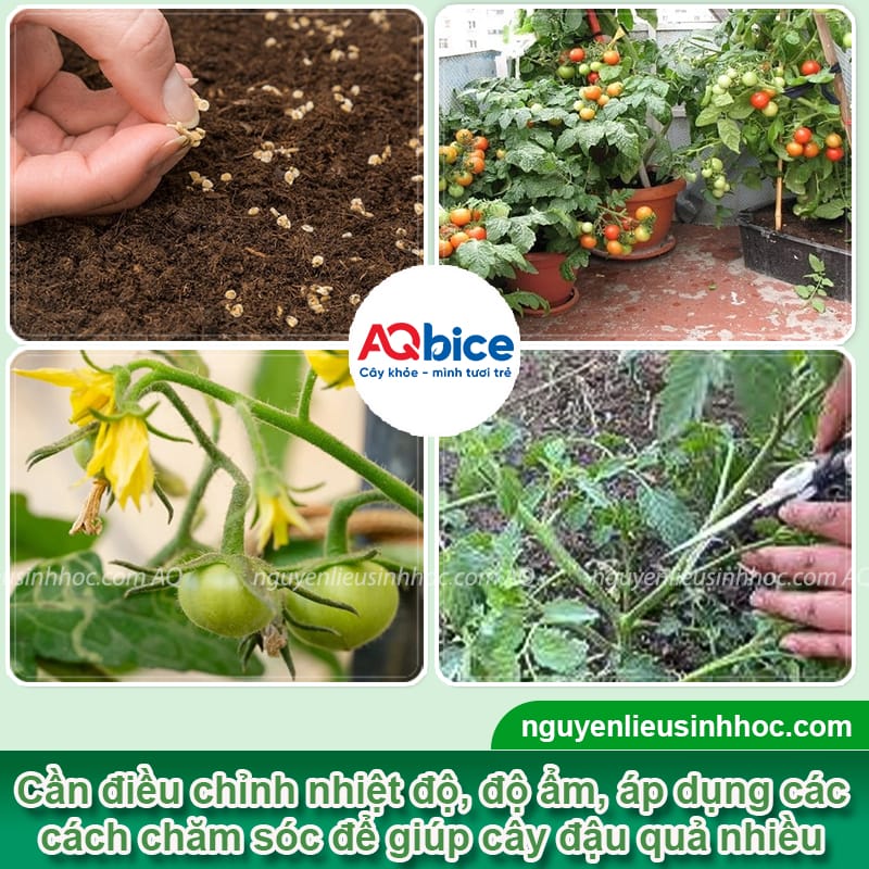 Hướng dẫn cách kích cà chua ra quả sai trĩu, chín mọng 2 Hướng dẫn cách kích cà chua ra quả nhiều, trái to, đều màu