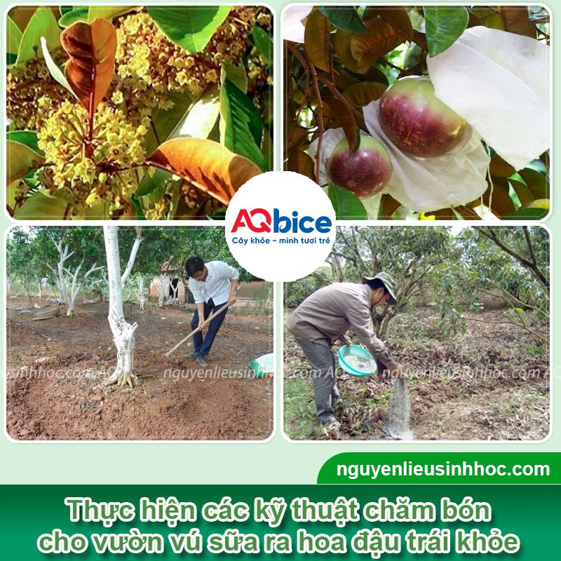 Cách làm cho cây vú sữa ra quả đúng mùa, sai trĩu cành