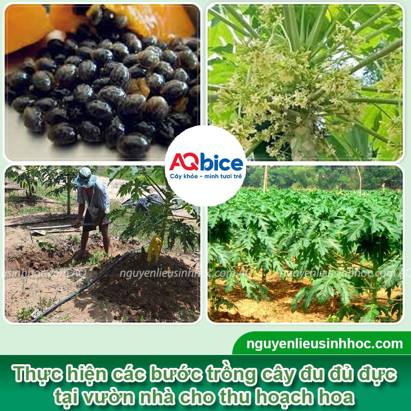 Hướng dẫn cách trồng đu đủ đực lấy hoa quanh năm 2 Cách trồng đu đủ đực lấy hoa và chăm bón thu hoạch quanh năm