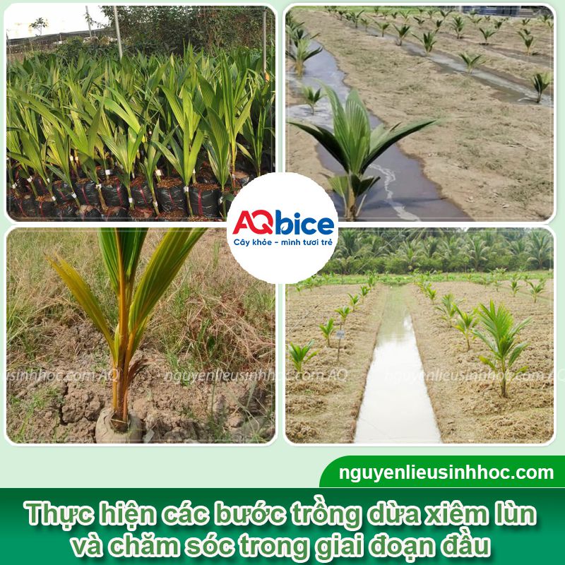 Kỹ thuật trồng dừa xiêm lùn và chăm sóc cây sai trĩu quả 3 Kỹ thuật trồng dừa xiêm lùn và chăm sóc cây sai trĩu quả