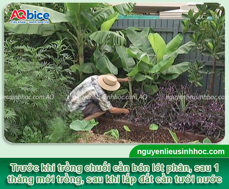 Kỹ thuật trồng chuối lùn cho năng suất cao và ít sâu bệnh 4 Kỹ thuật trồng chuối lùn cho năng suất cao và ít sâu bệnh