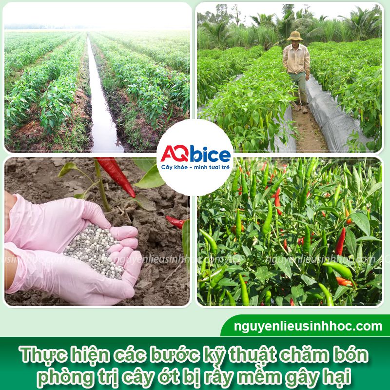 Rầy mềm hại ớt: Đặc điểm nhận biết, cách phòng trừ hiệu quả